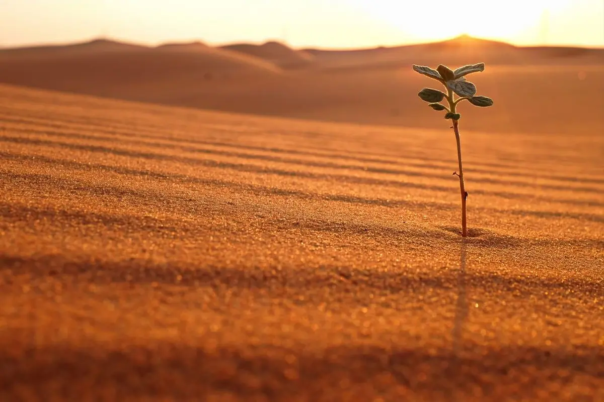 lone plant in a desert