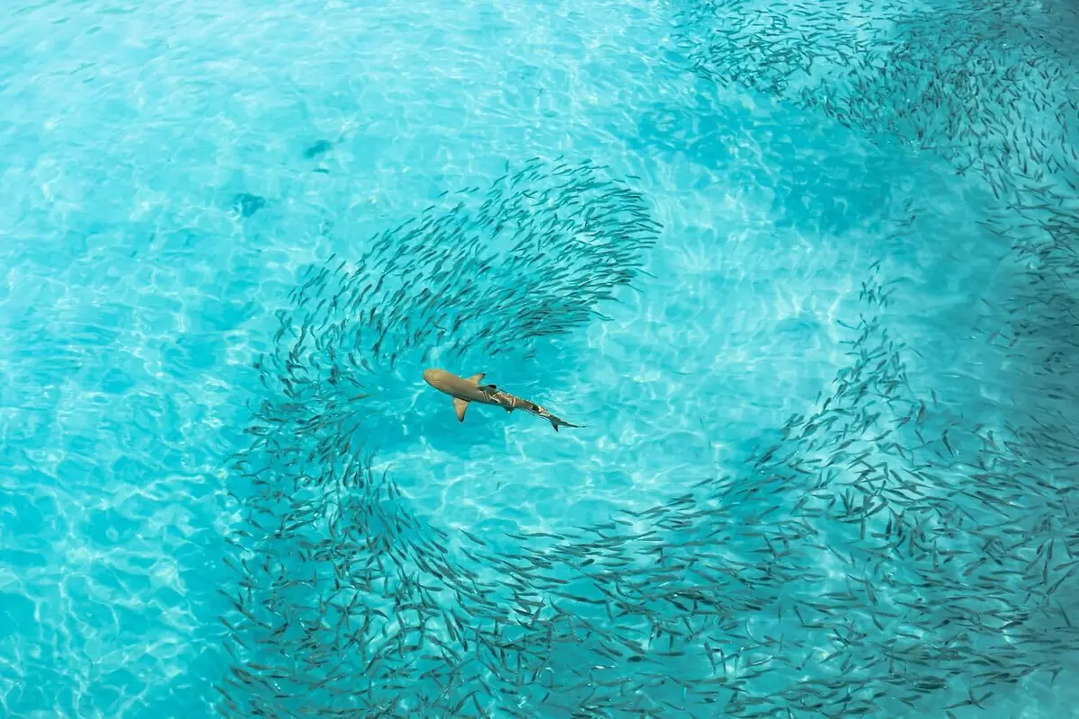 Obligate Ram Ventilation: A Shark’s Approach to Career Success