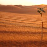 lone plant in a desert