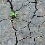plant growing out of concrete, suggesting resilience through failure